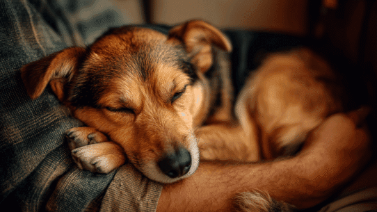 A dog peacefully sleeping in a person's arms
